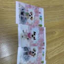 리꼬리꼬펫살롱 이미지