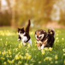 강아지꿈 이미지