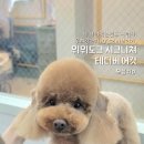 피카소 동물병원 미용 이미지