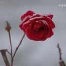 아라 요양원 | 거동 불편하신 부모님 위한 은평구 요양원 추천 아라방문요양센터 부모님을 위한 안전한 선택