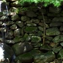 무등산버섯 이미지