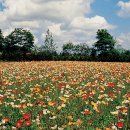 영봉농장 이미지