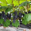 사현마을회관 이미지