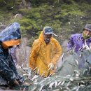 남해멸치 이미지