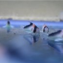 디스커스코리아 이미지