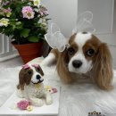 멍냥이 펫싸롱, 펫호텔 이미지