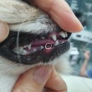 바비덴탈 이미지