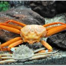 울진대게 이미지