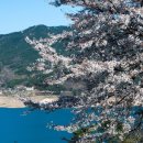 황매산 벚꽃길 이미지