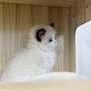 Q당구클럽 | 우리 아이 첫 만남, 부천고양이분양 믿을 수 있는 선택! (브리더클럽)