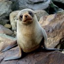 포유동물綱 - 기각目 - 바다사자科 - 뉴질랜드물개 이미지