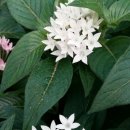 가람농원 이미지