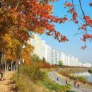 서울단풍길 투어코리아