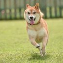 우다다