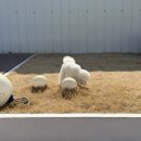 댕댕휴개소 이미지