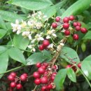 남천농장 이미지