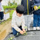 🍠🥬 5월 7일 - 고구마 심기 / 상추 수확하기🍠🥬 이미지