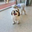 오픈독하우스 이미지