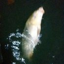 납회(2018년 11월 3일~ 4일 성은낚시터) 이미지