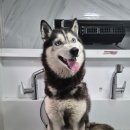 형동물병원(출장전문) 이미지