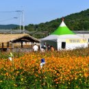 [울산광역매일]울주 봉계 한우불고기축제 6년만에 개최 이미지