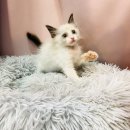 요미캣 고양이분양 일산점 이미지