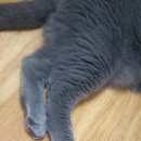 힐신은고양이