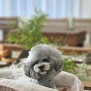 어뮤즈댕 이미지