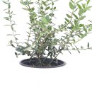 올리브나무 이미지