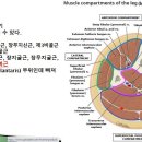 [11강-발목/발-2](81강)골학(osteology),발의외재근(extrinsic),내재근(intrinsic muscle)개요 이미지