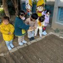 [자연놀이] 밀(아라진, 고소미)을 심어요 이미지