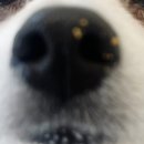 디어멍멍 이미지