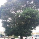 천사민박 이미지