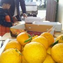 준형농장 | (가족체험) 준형이네 가족 한라봉따기체험하러 왔어요