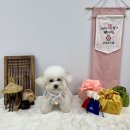 486독스쿨 이미지