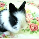 달나라 토끼농장 이미지