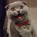 민물숯불장어 이미지