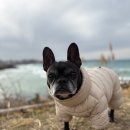 마리네 동물병원 이미지