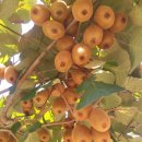 남해 설리(송정)해수욕장 키위주차장/키위 구입(2025년 4월 7일) 이미지