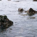 파도향기 이미지