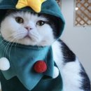 냥떼목장 이미지