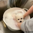 뽀송뽀송 강아지 미용실 이미지