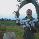 제주목화 이미지