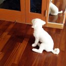 데려오개 이미지