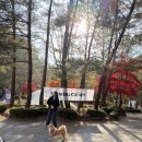 법흥로 | TFS 텐트 프리텐트 실제 사용 후기 영월캠프에서 2박3일 반려견 단풍 캠핑 TFS MINI CAMP