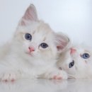 바로외과동물병원 이미지