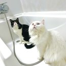 영종H동물의료센터 이미지