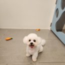 허니애견 이미지