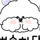 뽀송뽀송 애견미용 이미지