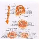 상지 이미지